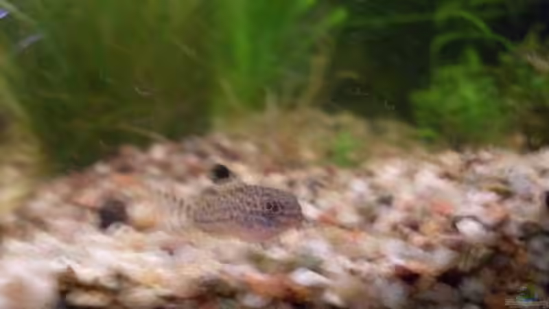 einer meiner corys von lichterschein (23)