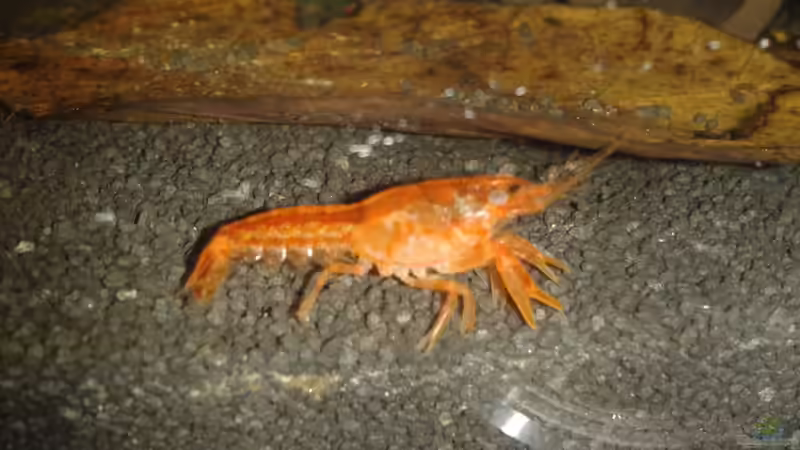 Einer meiner CPO´s von Bully-1999 (4)