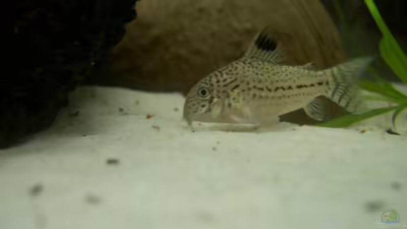 Einer meiner Dreilinienpanzerwelse von Manuela (8)