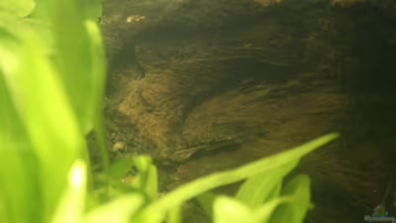 Aquarien mit Algenfresser (Algenfressende Fische oder Wirbellose)