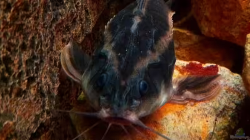 Einrichtungsbeispiele mit Liniendornwelsen (Platydoras costatus)