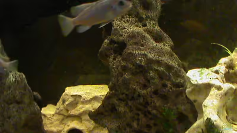 Einer meiner Jungen von Laska (5)