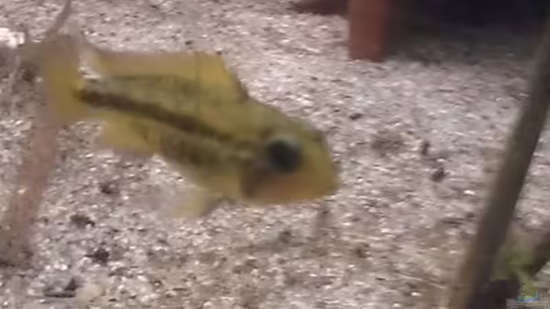 Einer meiner Kakadubuntbarsch Damen von Tobi L. (31)