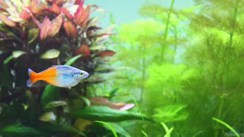 einer meiner kleinen von Schmausi (24)