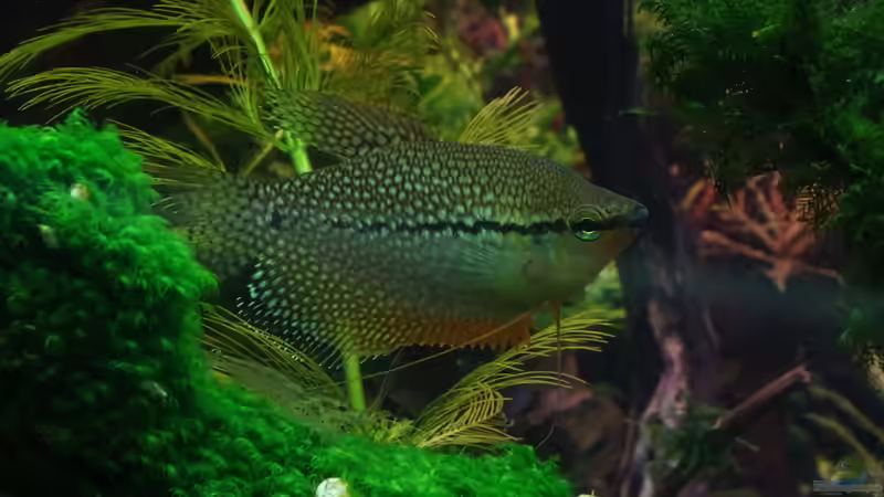 Einer meiner Mosaikfadenfische von achim-cool (19)