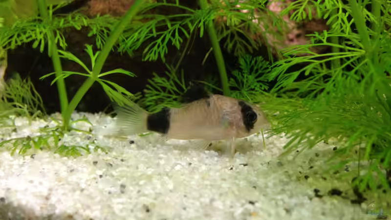 einer meiner Pandas von Nebukadnezar2k (10)