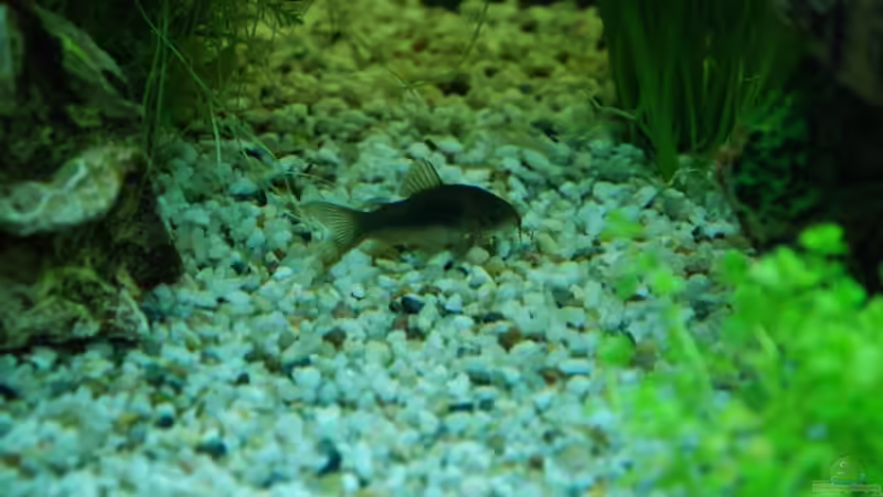 Einer meiner Panzer Welse von Jannn (8)