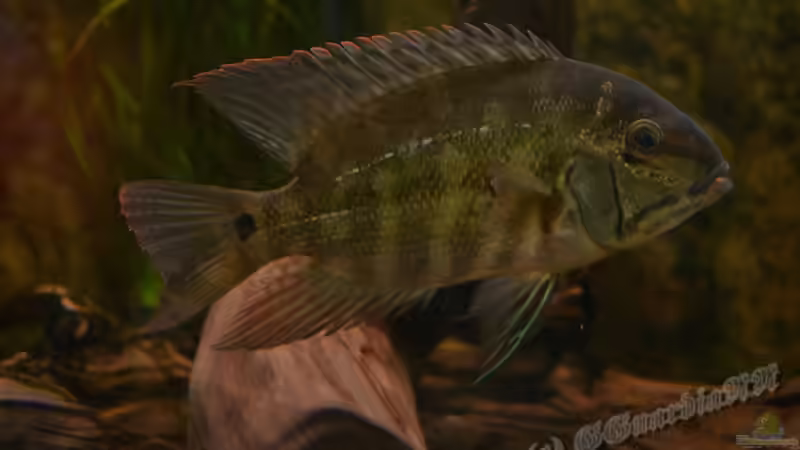 Einer meiner Papageibuntbarsche, schon über 20cm gross. von GGuardiaNN (36)