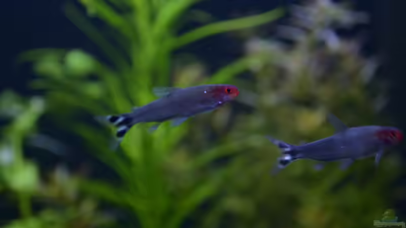 Einer meiner Rotkopfsalmler =) von Rotkopfsalmler (23)