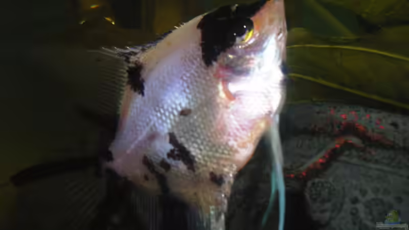 Einer meiner Skalare (2xm) von Airpower007 (6)