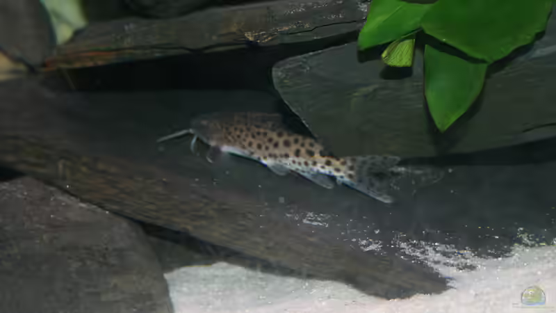 Einer meiner Synodontis nyassae von Phoenix_KM (10)