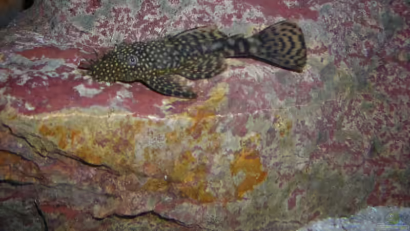 einer meiner Welse von MDenzer (21)