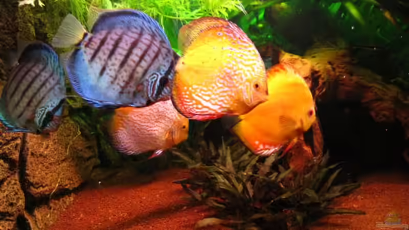 Einer schwimmt vor von Jogi (44)