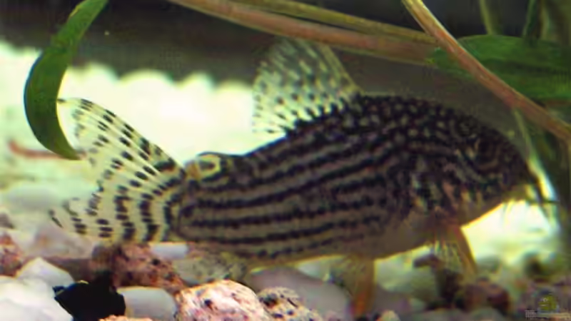 Einer unserer 8 Sterbas (Corydoras sterbai oder so...) Mittlerweile legen sie sogar eier, evtl. gibts ja mal kleine, wäre schön. von Markus Thummerer (6)