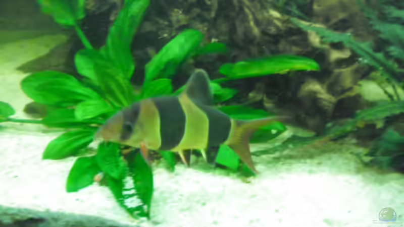 einer von 11  von Christian Fries (12)