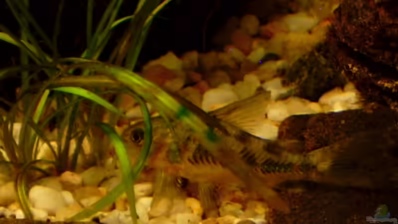 Einer von 2  kleinerer Marmorpanzerwels von Chris P. (16)