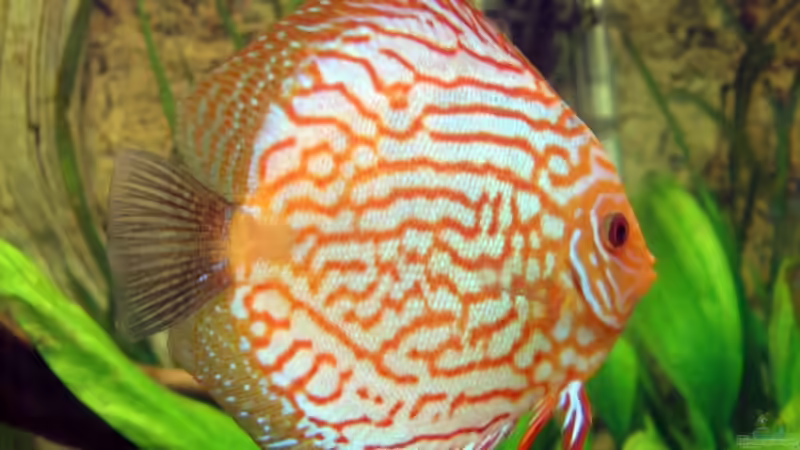 einer von 2 Pigeon Blood blue (mein größter!) von Thorsten Ikemann (11)