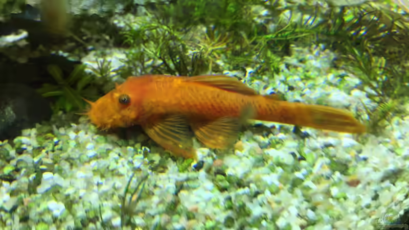 einer von 2 roten ancistrus von Diedelsen (18)