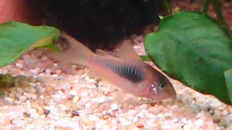 Einer von 3 Metallpanzerwelsen von Monika und Roman J. (17)