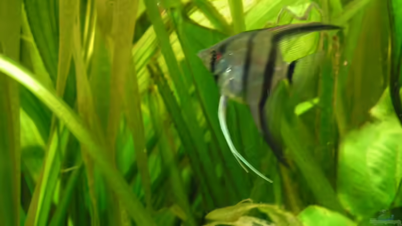 Einer von 3 ´Neuen´ von Vito (5)