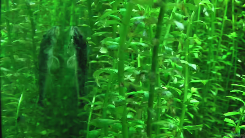 einer von 5 Pitbulls von DennisTheMenis (9)