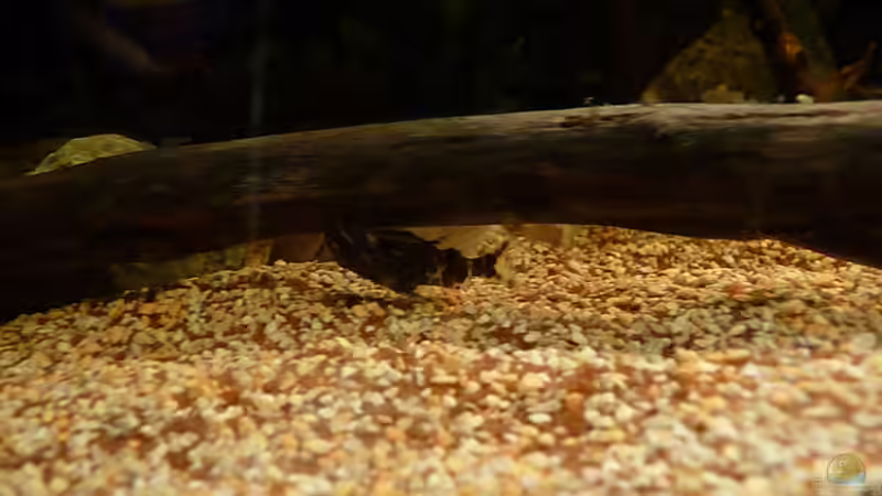 Einer von 5 Synodontis nigriventris *30.05.2013* von lützkopf (57)