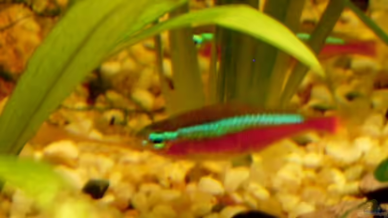 Einer von 8 roten Neons von Chris P. (17)