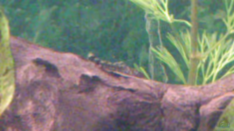 Einer von ca. noch 20 Jungtieren (Vermutug) 10.01.13 von Stephan Groß (33)