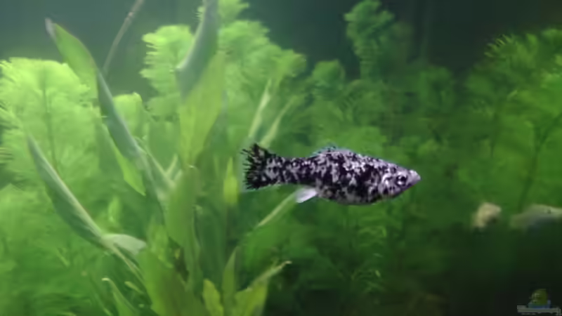 einer von den ´Dalmatinern´ von oliK (13)