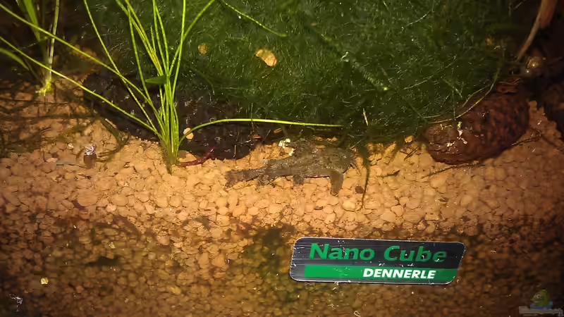 Aquarien mit Hara jerdoni (Deltaflügelwels)