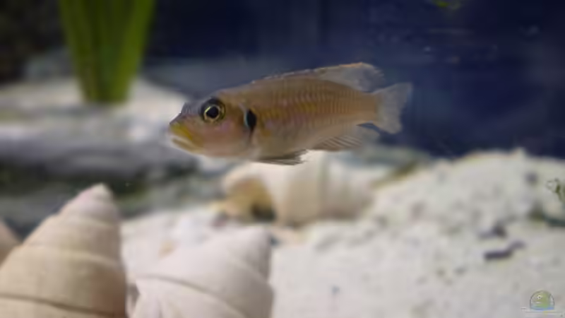 einer von den Raufbolden von Mike Schümann (5)