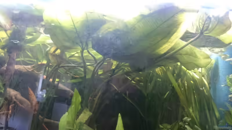 Einer von drei Echinodorus Jaguar mit einer Höhe von ca. 70 cm, die Blätter selbst von GonZo (10)