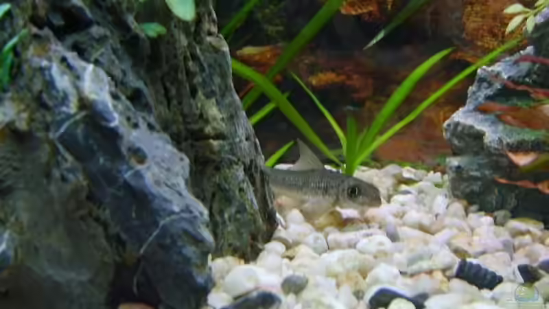 Einer von drei Indischen Algenfresser von Rocky (14)