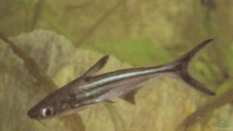 Einer von meinen 2 Pangasius sutchi ,Süß oder ? von Andre Rohde (15)