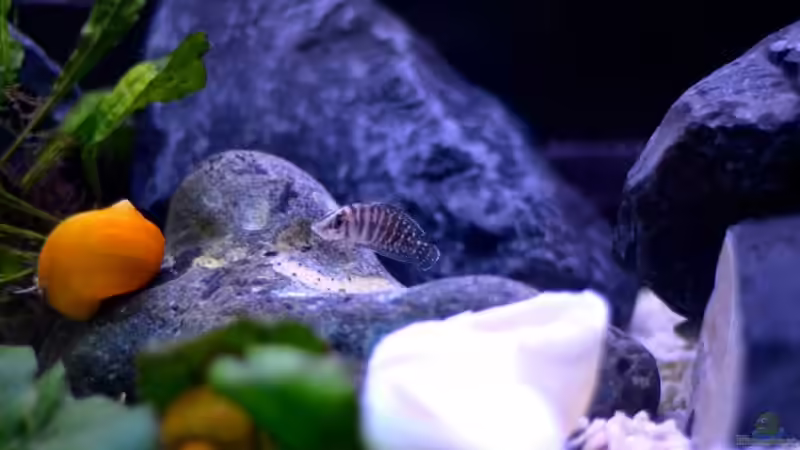 Einer von meinen 2 Perlhühnern von Jan Reiners (4)