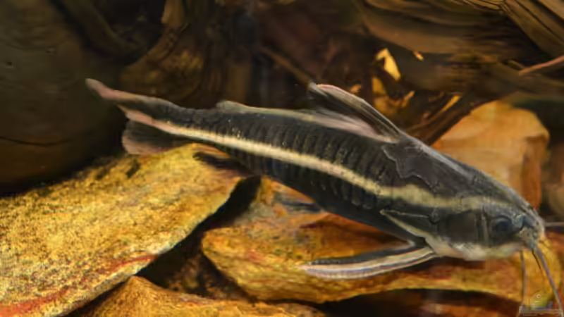 Einrichtungsbeispiele mit Liniendornwelsen (Platydoras costatus)