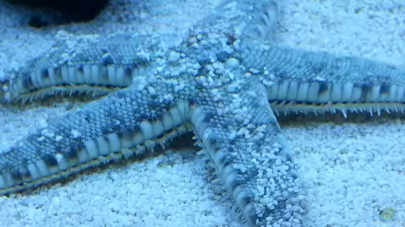 einer von meinen zwei Seesterne ! von urbi (36)