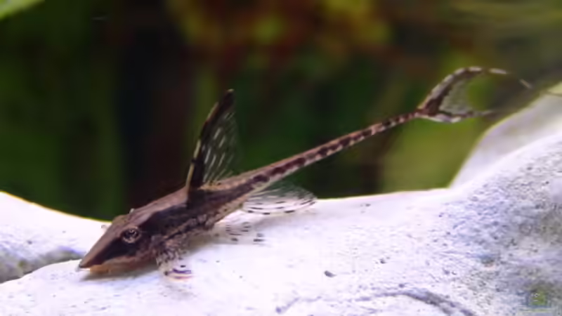 Einer von unseren 3 Gold Störwelsen von Mathias John (5)