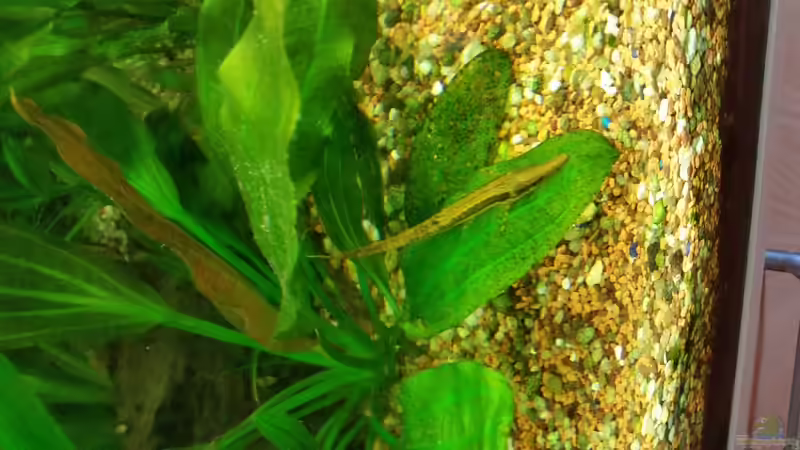 Einer von vier Nadelwelsen  von nawaro (14)