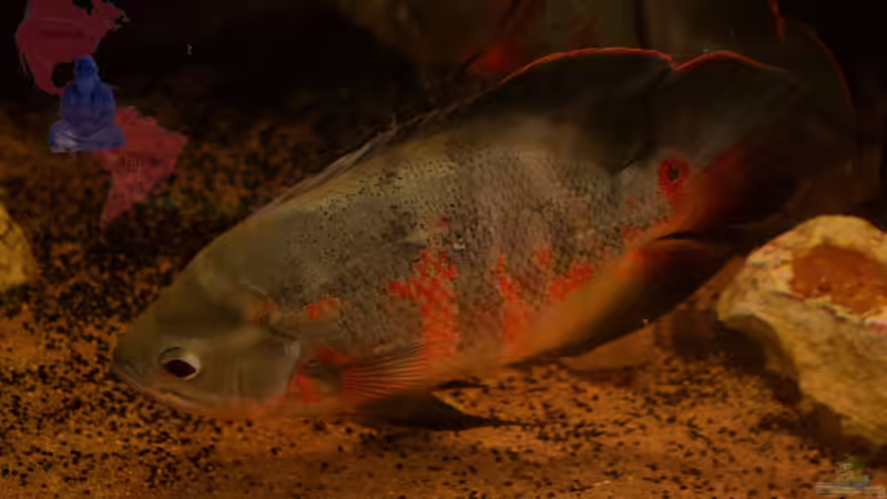 Einer von Vieren, ein Astronotus sp. ´Bahia Red´. von GGuardiaNN (69)