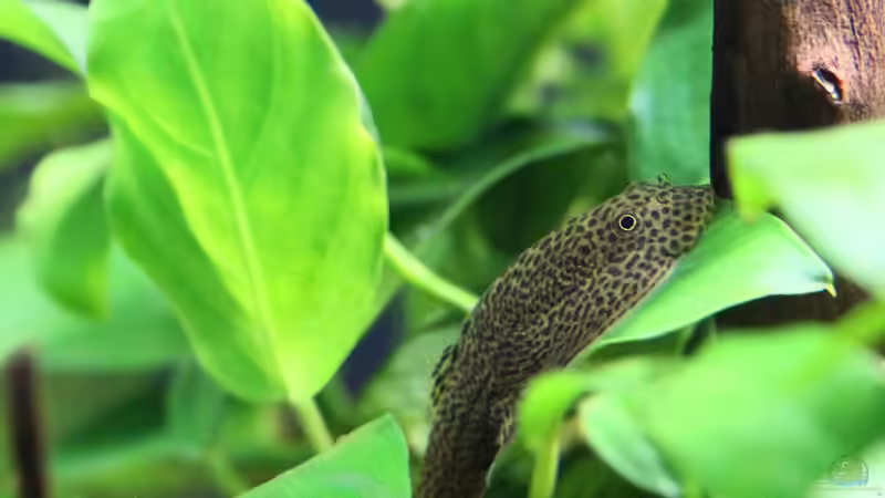 Einer von zwei Gepunkteten Flossensaugern - kleine Rentnergang ;o) von Dirk F. (31)