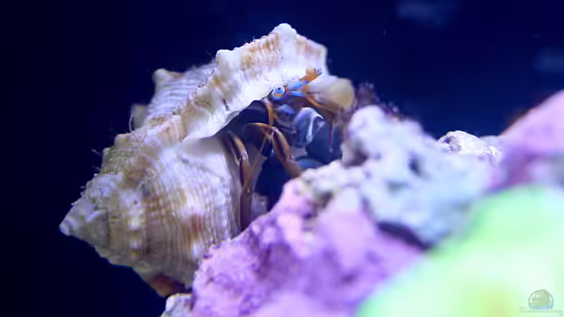 einer von zwei kleinen Einsiedlern von Nano Jojo (13)