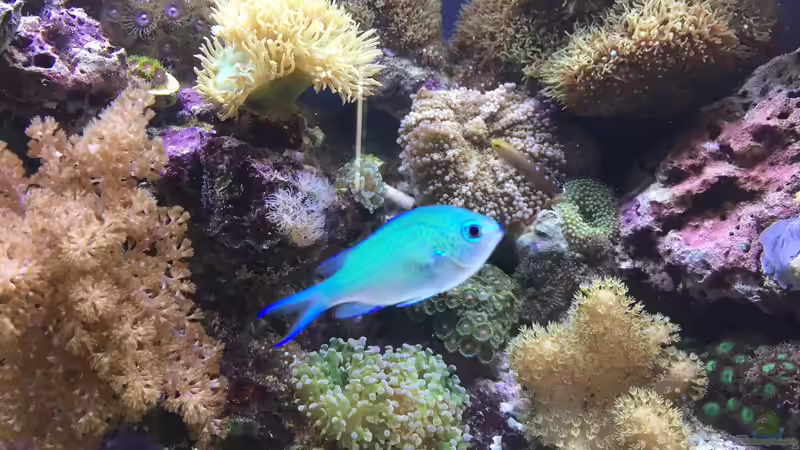 Eines der 3 Schwalbenschwänzchen  von Embasch (20)