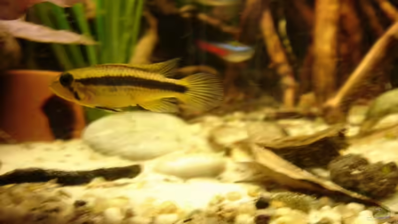 eines der Agassiz Weibchen in schöner gelbfärbung von ray-78 (13)