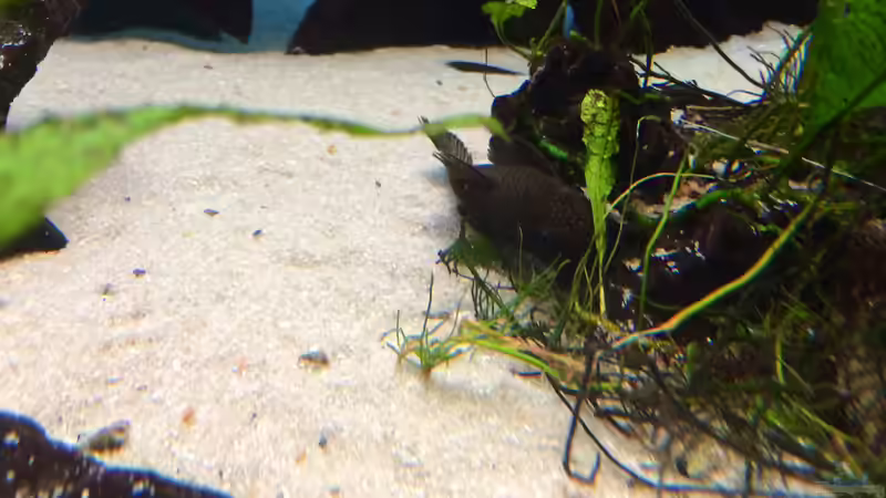 Eines der alten Ancistrus-Weibchen. Die Tiere leben seit über 10 Jahren in dem Becken... von Helga Kury (6)