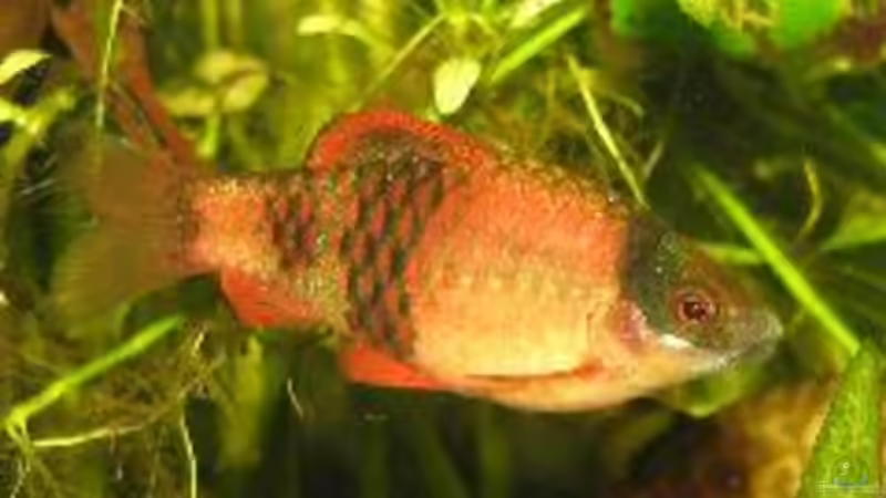 Eines der Barbenmännchen, un hier hat er noch nicht einmal die Prachtfärbung... von Lixa (9)