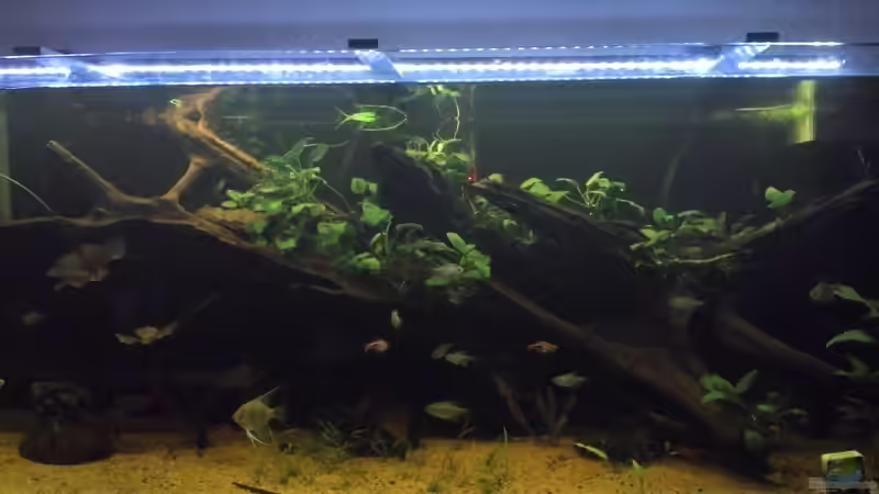 eines der ersten Bilder mit besatz von Enrico Friedrich (14)