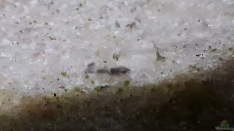 Eines der Jungtiere von NiRo (25)