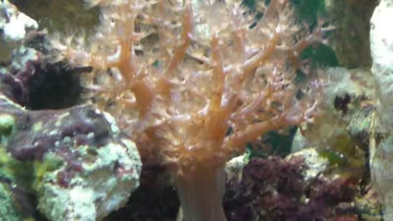 Eines der Keniabäumchen von Maverick0815 (7)