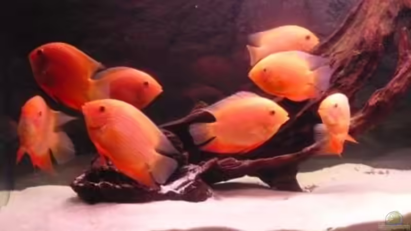 eines der lezten Bilder wo alle Acht noch vereint waren von Danny. (5)